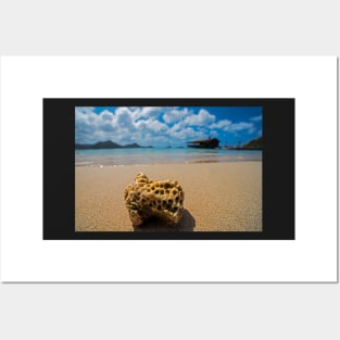 Coral on Gros Islet Beach Saint Lucia Caribbean Posters and Art